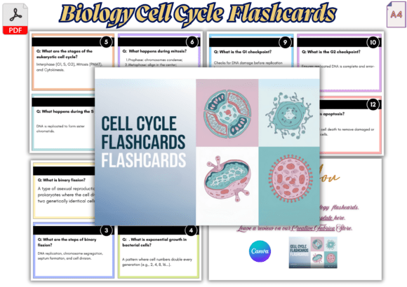 Download 🧬20 Cell Cycle Biology Flashcards – PDF - Premium Resources